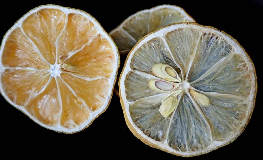 Are Niche Food Dehydrator Suppliers Better Than Large Manufacturers?